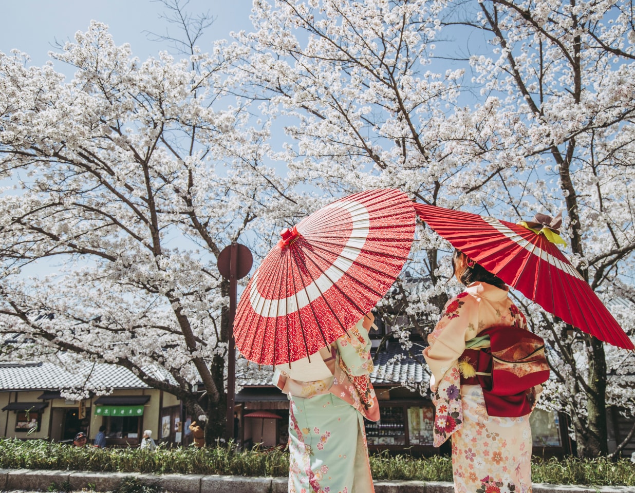 桜を見上げる着物姿の女性